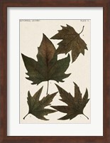 Autumnal Leaves IV Fine Art Print