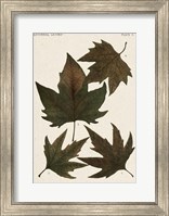 Autumnal Leaves IV Fine Art Print