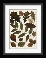 Autumnal Leaves V Fine Art Print