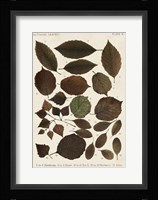 Autumnal Leaves VI Fine Art Print