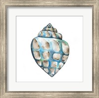 Aquarelle Shells V Fine Art Print