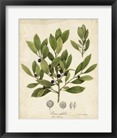 Ink-berry Tree Foliage Fine Art Print
