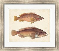 Antique Fish Species I Fine Art Print