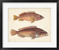 Antique Fish Species I Fine Art Print