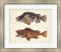 Antique Fish Species II Fine Art Print