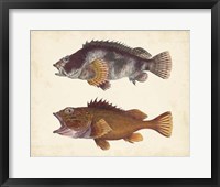 Antique Fish Species II Fine Art Print