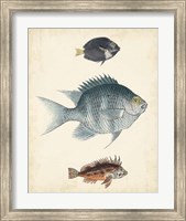 Antique Fish Species III Fine Art Print