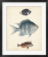 Antique Fish Species III Fine Art Print