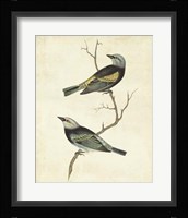 Blue-headed Tanager Fine Art Print