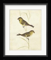 Goldfinch Fine Art Print