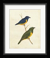Peruvian Tanager I Fine Art Print