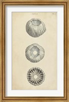 Cylindrical Shells I Fine Art Print