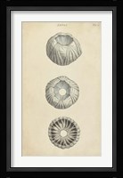 Cylindrical Shells I Fine Art Print