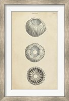 Cylindrical Shells I Fine Art Print