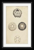 Cylindrical Shells II Fine Art Print