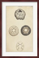 Cylindrical Shells II Fine Art Print