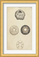 Cylindrical Shells II Fine Art Print