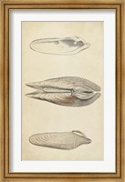 Marine Mollusk I Fine Art Print