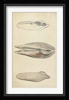 Marine Mollusk I Fine Art Print