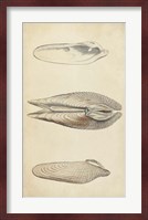 Marine Mollusk I Fine Art Print