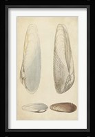 Marine Mollusk II Fine Art Print