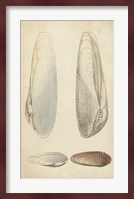 Marine Mollusk II Fine Art Print