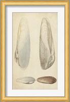 Marine Mollusk II Fine Art Print