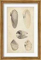 Marine Mollusk III Fine Art Print