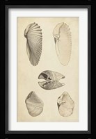 Marine Mollusk III Fine Art Print