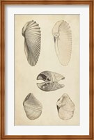 Marine Mollusk III Fine Art Print