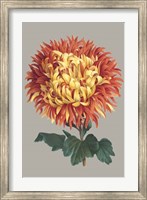 Chrysanthemum on Gray I Fine Art Print