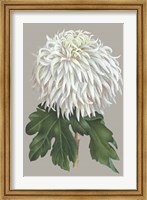 Chrysanthemum on Gray II Fine Art Print
