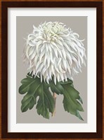 Chrysanthemum on Gray II Fine Art Print