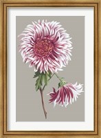 Chrysanthemum on Gray III Fine Art Print