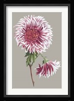 Chrysanthemum on Gray III Fine Art Print