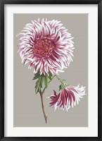 Chrysanthemum on Gray III Fine Art Print