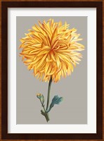 Chrysanthemum on Gray IV Fine Art Print