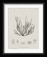 Charcoal & Linen Seaweed I Fine Art Print