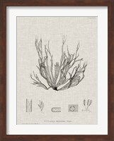 Charcoal & Linen Seaweed I Fine Art Print