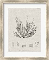 Charcoal & Linen Seaweed I Fine Art Print