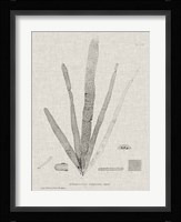 Charcoal & Linen Seaweed II Fine Art Print