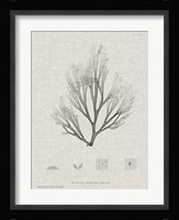 Charcoal & Linen Seaweed III Fine Art Print