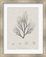 Charcoal & Linen Seaweed III Fine Art Print