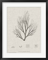 Charcoal & Linen Seaweed III Fine Art Print