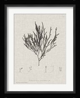 Charcoal & Linen Seaweed IV Fine Art Print