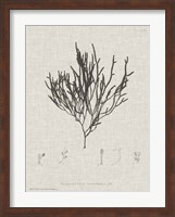 Charcoal & Linen Seaweed IV Fine Art Print