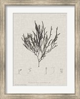 Charcoal & Linen Seaweed IV Fine Art Print