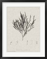 Charcoal & Linen Seaweed IV Fine Art Print