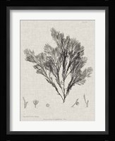 Charcoal & Linen Seaweed V Fine Art Print