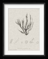 Charcoal & Linen Seaweed VI Fine Art Print